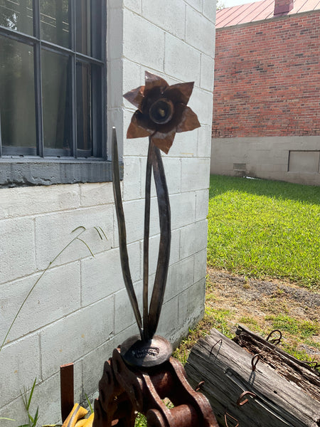 Forged Gloucester Daffodil